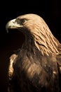 Staring golden eagle