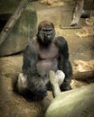 Staring Gorilla in the ape house at Brookfield Zoo Royalty Free Stock Photo