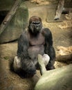 Staring Gorilla in the ape house at Brookfield Zoo