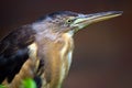 Twittering javan pond heron bird in profile view Royalty Free Stock Photo