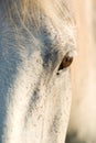 Staring Horse Royalty Free Stock Photo