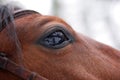 Staring Horse's eye Royalty Free Stock Photo