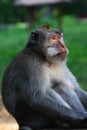 Staring long tailed macaque