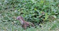 Staring Long-tailed weasel near small green vegetation