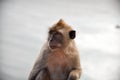 Staring monkey Royalty Free Stock Photo