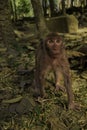 Staring Monkey Royalty Free Stock Photo