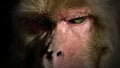 Staring monkey Royalty Free Stock Photo