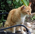 Staring Orange Tabby Cat Royalty Free Stock Photo