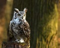 Staring owl Royalty Free Stock Photo