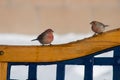 Staring pair of finches Royalty Free Stock Photo