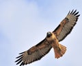 Staring redtail hawk