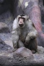 Staring southern pig-tailed macaque Royalty Free Stock Photo