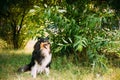 Staring To Camera Tricolor Scottish Rough Long-Haired Collie Lassie Adult Dog