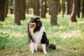 Staring To Camera Tricolor Scottish Rough Long-Haired Collie Lassie