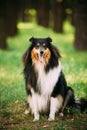 Staring To Camera Tricolor Scottish Rough Long-Haired Collie Lassie