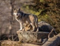 Staring Wolf at Brookfield Zoo Royalty Free Stock Photo