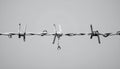 Stark Barbed Wire Symbolizing Confinement Royalty Free Stock Photo