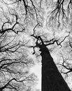 Stark bare leafless winter forest canopy with tall tree trunks