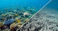 A stark contrast between thriving and deteriorating coral reef e Royalty Free Stock Photo