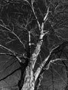 Stark Infrared Tree in Black and White