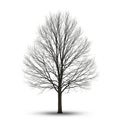 Bare Deciduous Tree Silhouette with Intricate Branches Against a White Background leafless Royalty Free Stock Photo