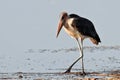 Stark marabou walk on the water Royalty Free Stock Photo