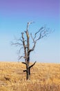 Stark ragged leafless weathered and broken tree stands alone in winter prairie Royalty Free Stock Photo