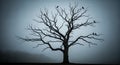 Silhouette of a Bare Tree with Crows Against a Foggy Sky Royalty Free Stock Photo