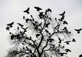 Silhouette of a bare tree with many birds flying around it isolated on white background Royalty Free Stock Photo