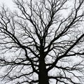 Bare Tree Silhouette Against Overcast Sky Royalty Free Stock Photo