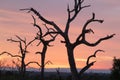 Stark trees silhouetted against an African sunset