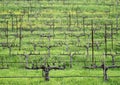 Stark vineyard rows in Winter Royalty Free Stock Photo