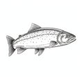 Stark Visuals: Black And White Fish Sketch With Realistic Light And Color Royalty Free Stock Photo