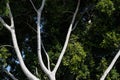 Stark white stems of tree with green foliage