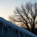 Winter Silhouette: Tree and Icicles at Sunset Royalty Free Stock Photo