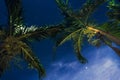 Starlight Night over palm trees