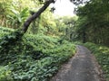 A small road in a jungle Royalty Free Stock Photo