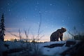 starlight scene with silhouette of hunting cougar