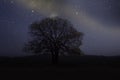 Starlights and milky way with lonely tree in dark night Royalty Free Stock Photo