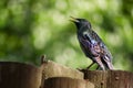 Starling Royalty Free Stock Photo