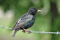 Starling