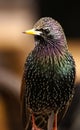 Starling Royalty Free Stock Photo