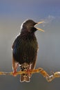 Starling ardent singing Royalty Free Stock Photo