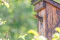 Starling baby bird sticks its head out of the birdhouse and looking Royalty Free Stock Photo
