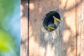 Starling baby birds peeking out of a birdhouse Royalty Free Stock Photo