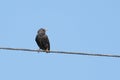 Starling Sturnus vulgaris sitting on a wire Royalty Free Stock Photo