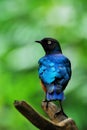 Superb Starling Bird Royalty Free Stock Photo