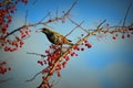 Starling Bird, Beak Open, Red Berries