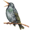 A starling bird on a branch sings a spring song. Hand drawn watercolor illustration isolated on white background. Easter