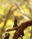 Starling bird calls for its mate in Noosa Woods ( Australia )